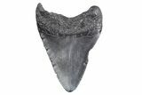 Bargain, Fossil Megalodon Tooth - South Carolina #358999-1